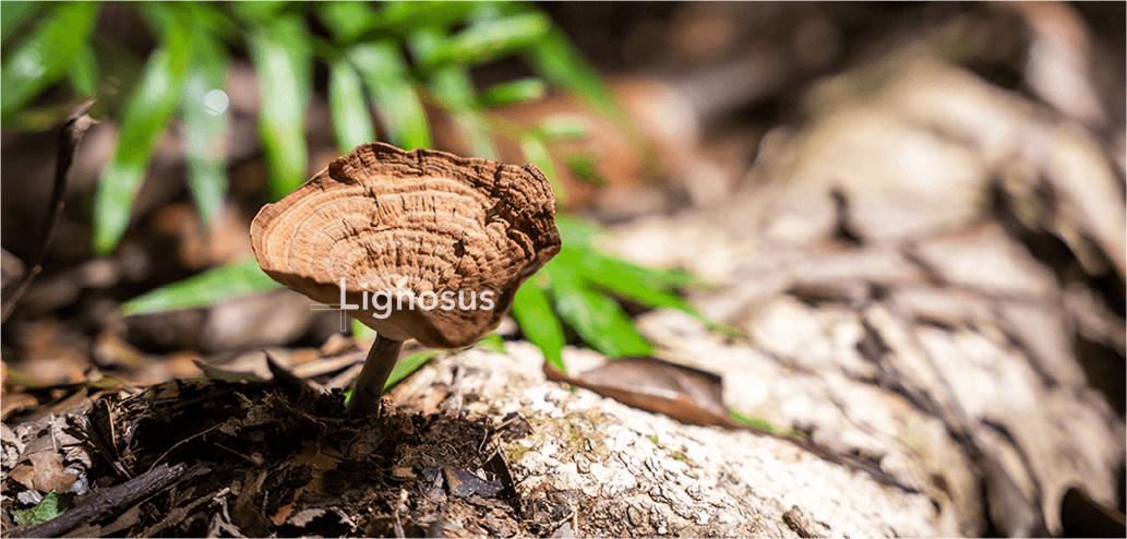 image-organictigermilmushroom003