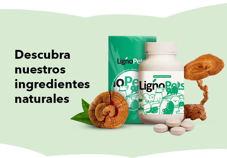 banner-product-presentation