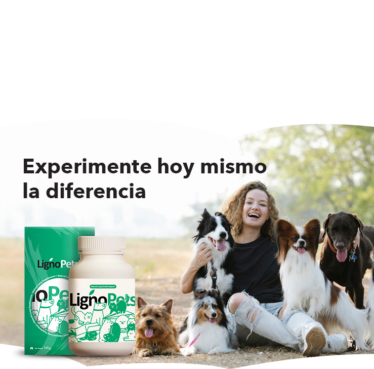 banner-product-presentation