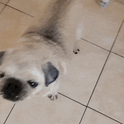 «A healthy snack my dog loves to eat-feeding made easy!»